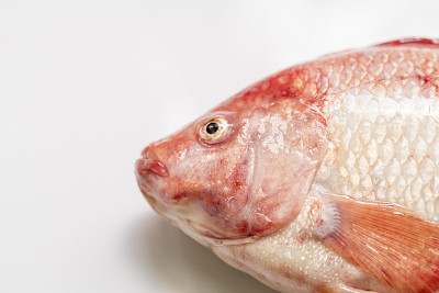 靠近新鲜生鱼，红罗非鱼，尼罗罗非鱼(Oreochromis niloticus-mossambicu