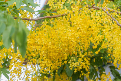 桂皮瘘