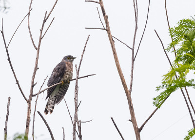 常见hawk-cuckoo