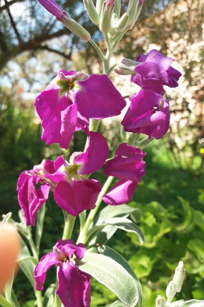 花