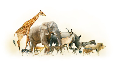 Safari动物行走侧横旗