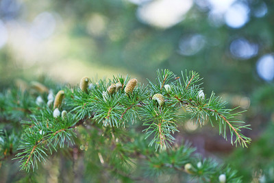 Cedrus deodara