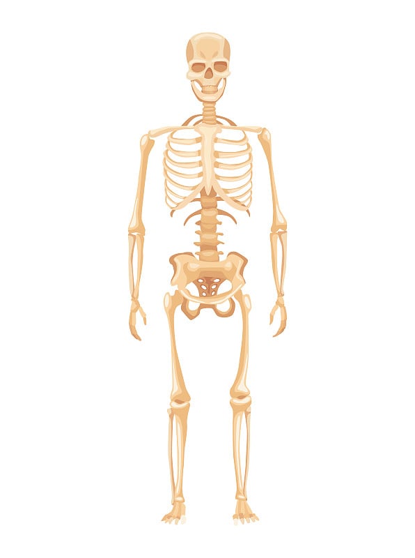 人体骨骼解剖在白色的背景。前视图。用于教育海报的医学教育图表