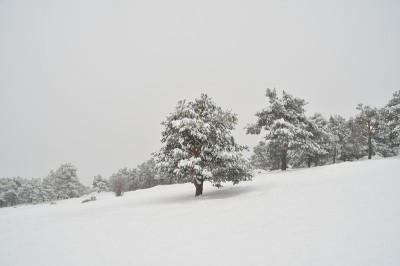 冬天有树的雪景