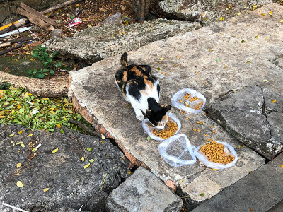 吃猫