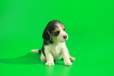1个月纯种小猎犬幼犬在绿色屏幕上