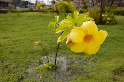 花的品种Allamanda cathartica，哥伦比亚