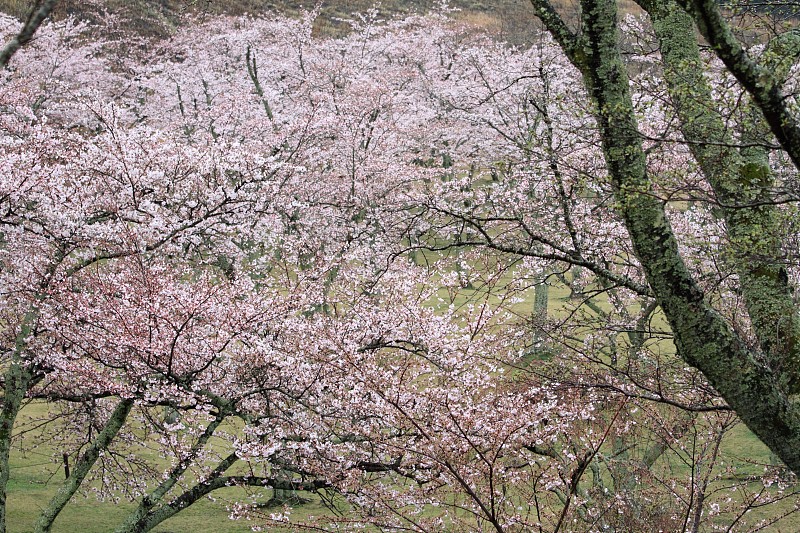 日本静冈县伊豆的佐藤樱(多雨)