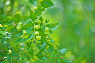 Ziziphus jujuba