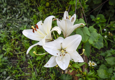 一朵白百合的花。白色百合的雌蕊和雄蕊。