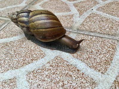 新雨后常见到大蜗牛。