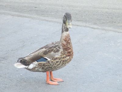 鸭子看
