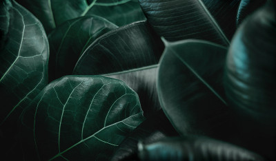 天然叶片纹理背景。绿色小提琴无花果，榕树和弹性榕树或橡胶植物叶表面的特写。