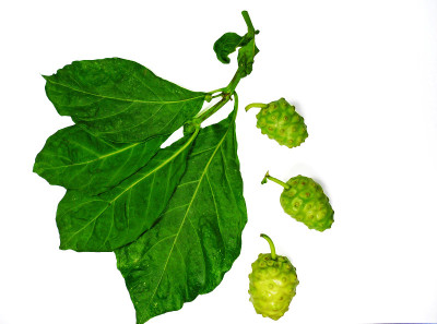 水果龙胆Noni)果实具叶孤立在白色上