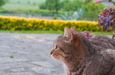 花斑猫在花园里