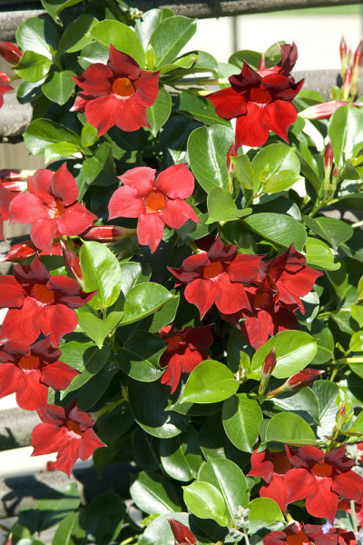 Dipladenia;里约粉红;sanderi;Sundaville
