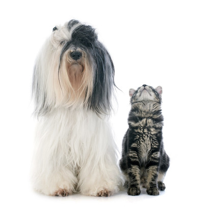 藏犬和小猫
