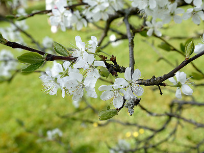 英格兰北部花园里的梅花