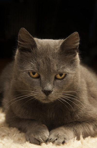猫