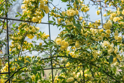 春花黄多花蔷薇