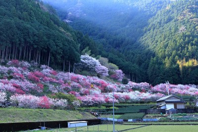 Kuki Hana 桃子，光芒闪耀（高知县仁淀川町）