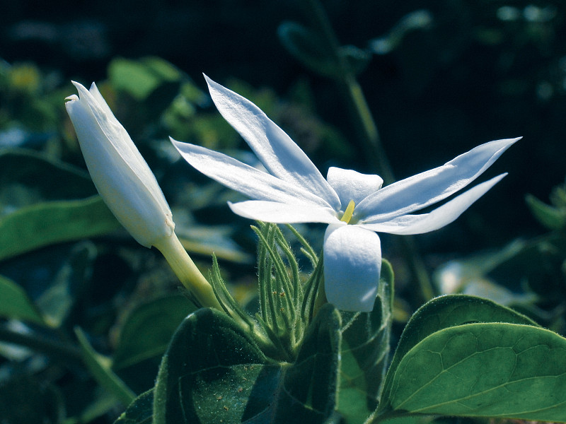 星形茉莉花，毛花茉莉花，何首乌