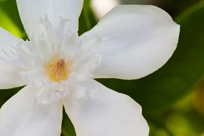 stephan奥蒂斯花