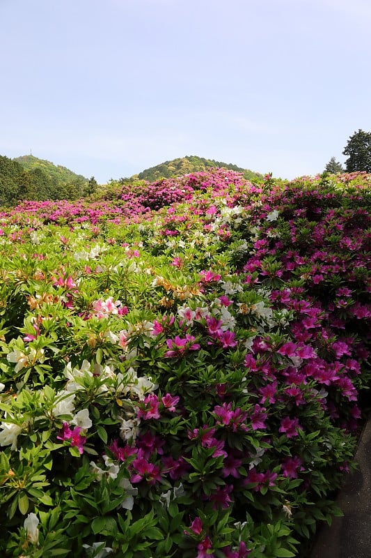 杜鹃花