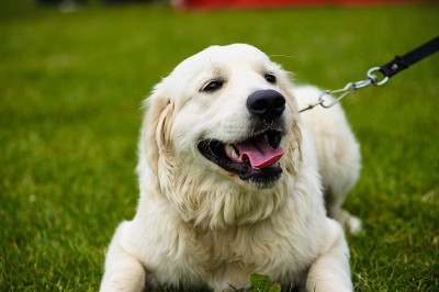 狗