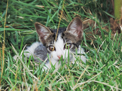 小猫躲在草丛里