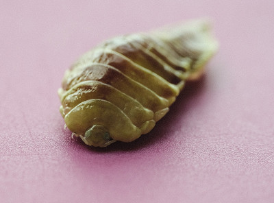 扁虱是扁虱科的一种寄生等足类，又称食舌虱。