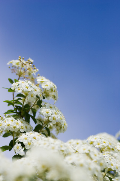 海棠开花