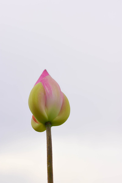 粉红色的荷花，花很漂亮。