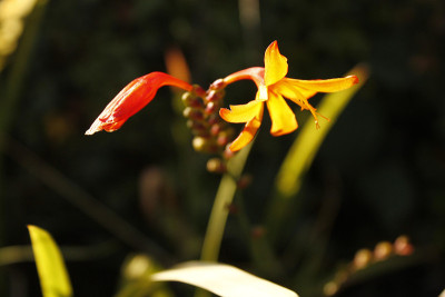 蒙布雷西亚或Crocosmia花