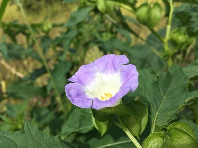 夏威夷考艾岛的威美亚峡谷。