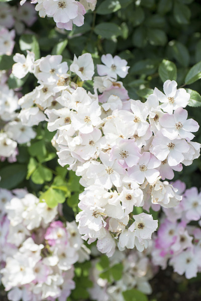 美丽的玫瑰“芭蕾舞者”花