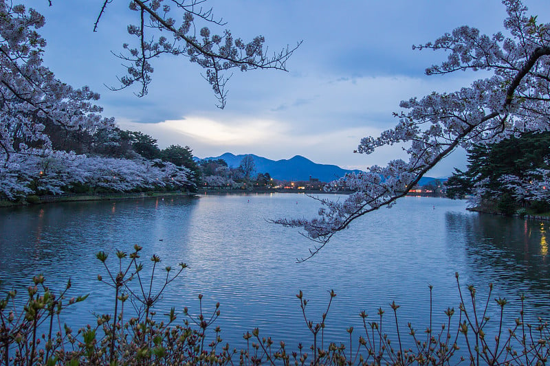 春天，日本东北岩手市盛冈市高松公园的高松池塘周围绽放着樱花。(选择性聚焦)