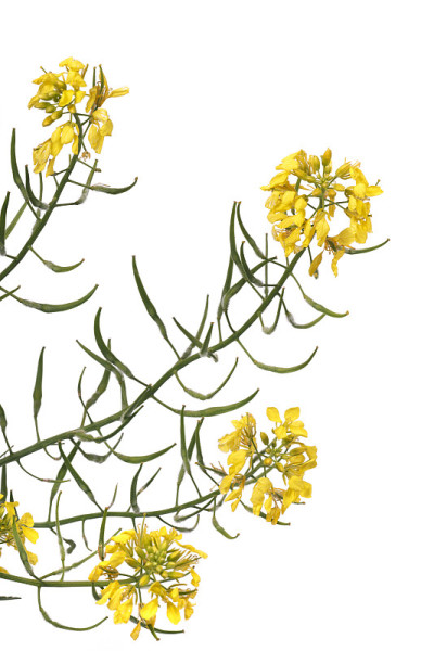 油菜开花
