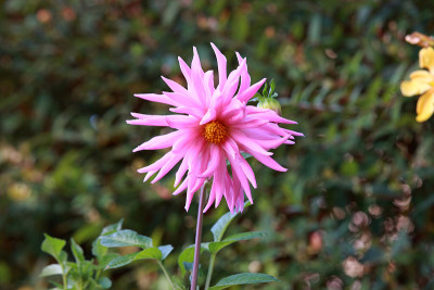 大丽花园开花