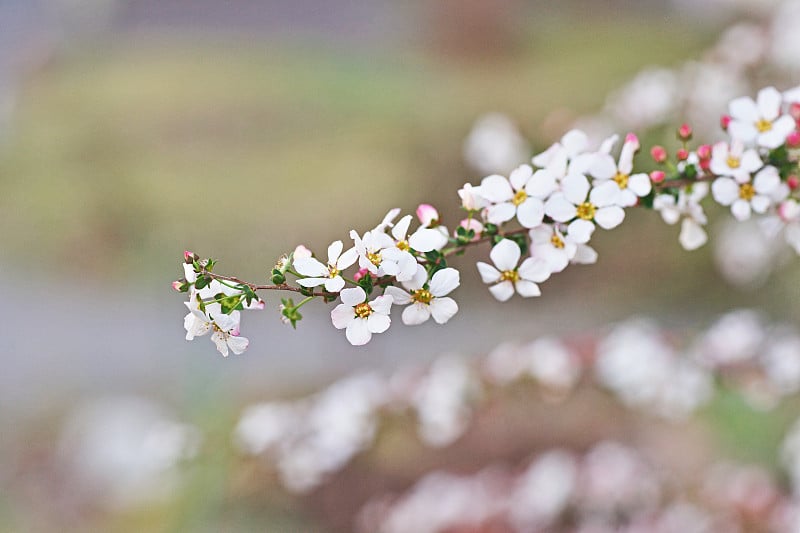 Spiraea thunbergii