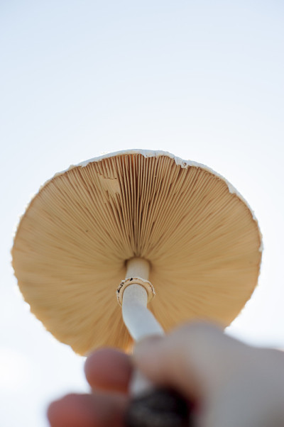有毒的蘑菇