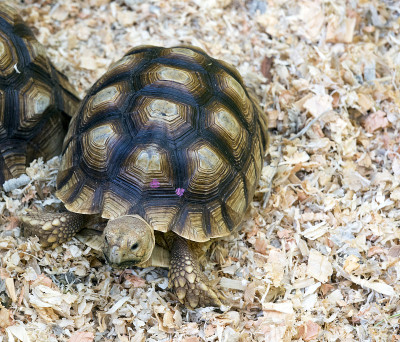 Testudo hermanni turtle先生