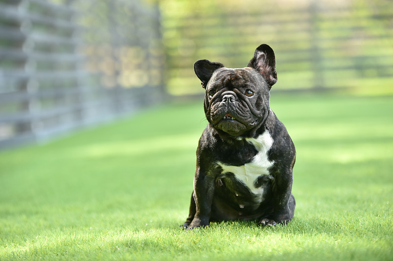 在狗跑中玩耍的法国斗牛犬