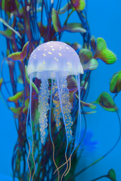 水母