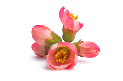 红榅桲花孤立