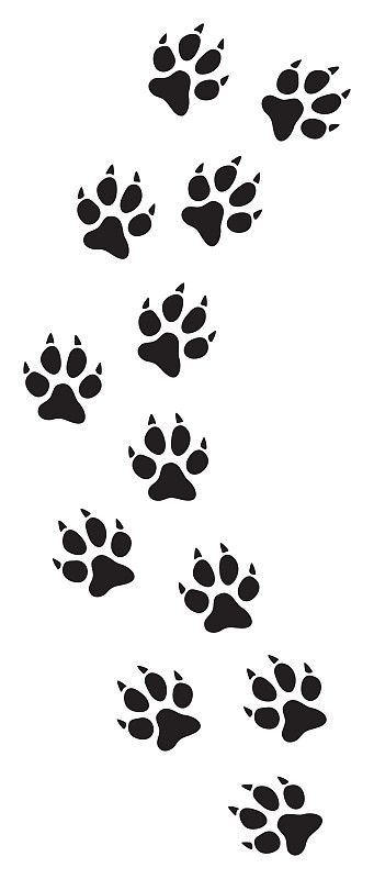 猫爪印迹