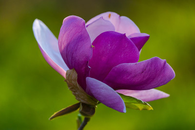 木兰的花