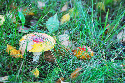 amanitas