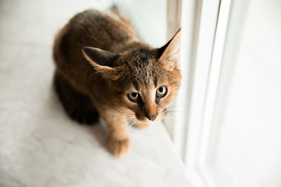 害怕卡拉猫F1猫