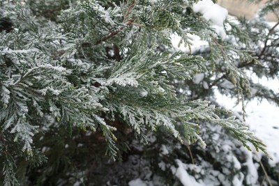 1月中旬春黄叶上的辐射霜冻